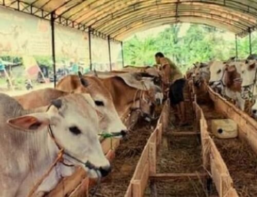 Hitung Modal Awal hingga Keuntungan Peternak Lebih Akurat Pakai Accurate Online
