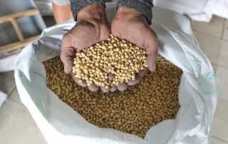 Pengembangan Kedelai Lokal 2.000 Hektare Strategi Kurangi Impor dan Peluang Efisiensi Bisnis Pangan Nasional