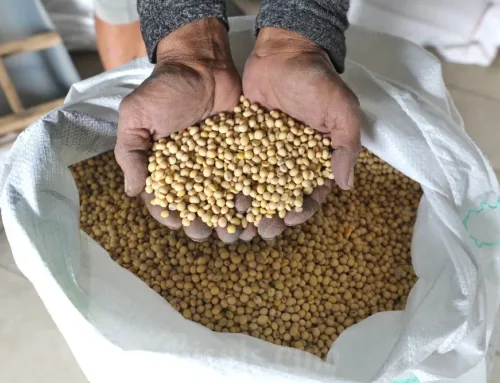 Pengembangan Kedelai Lokal 2.000 Hektare: Strategi Kurangi Impor dan Peluang Efisiensi Bisnis Pangan Nasional