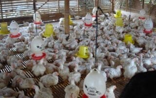 Harga Ayam Naik, Biaya Pakan dan DOC Tekan Margin Peternak