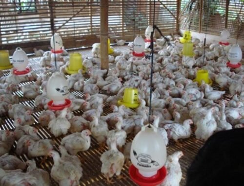 Harga Ayam Naik, Biaya Pakan dan DOC Tekan Margin Peternak